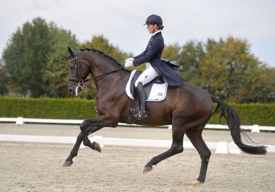 Dressuur Clinic - Proefgericht Rijden